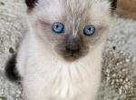 Zara - Siamese Cat For Sale - Catasauqua&comma; PA&comma; US