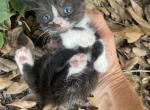 Orca - Munchkin Cat For Sale - Vicksburg&comma; MS&comma; US