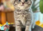 Tiger - Scottish Fold Cat For Sale - Copperas Cove&comma; TX&comma; US