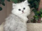 Ralph - Scottish Straight Cat For Sale - MD&comma; US