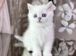 Robin - Scottish Straight Cat For Sale - MD&comma; US
