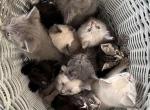 Kittens for rehoming - American Bobtail Cat For Sale - Agawam&comma; MA&comma; US