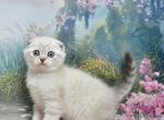 Daniel 1 - Scottish Fold Cat For Sale - Chicago&comma; IL&comma; US