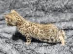 Spotsofbeauty - Bengal Cat For Sale - Yuba City&comma; CA&comma; US
