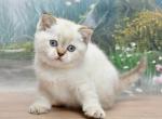 Dana 1 - Scottish Straight Cat For Sale - Chicago&comma; IL&comma; US