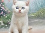 Dallas - Scottish Straight Cat For Sale - Chicago&comma; IL&comma; US