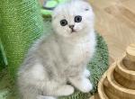 Rex - Scottish Fold Cat For Sale - MD&comma; US