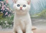 Dallas1 - Scottish Straight Cat For Sale - Los Angeles&comma; CA&comma; US