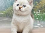 Dana1 - Scottish Straight Cat For Sale - Los Angeles&comma; CA&comma; US