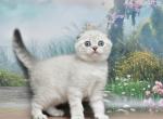 Daniel1 - Scottish Straight Cat For Sale - Los Angeles&comma; CA&comma; US