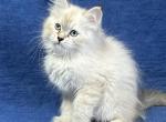 Dove - Siberian Cat For Sale - Milton Freewater&comma; OR&comma; US