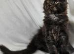 Maverick - Maine Coon Cat For Sale - Hayden&comma; ID&comma; US