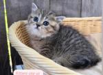 Chocolate - Munchkin Kitten For Sale - Oakland&comma; CA&comma; US