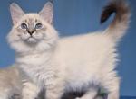 Quinn - Siberian Cat For Sale - Miami&comma; FL&comma; US
