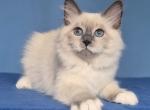 Quain - Siberian Cat For Sale - Miami&comma; FL&comma; US