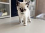 Green collar - Siamese Cat For Sale - Meadville&comma; PA&comma; US