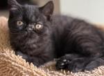 Blacky - Exotic Cat For Sale - Sunderland&comma; MA&comma; US