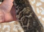 Hibernian lynx kittens - Bengal Cat For Sale - Bridgeton&comma; NJ&comma; US