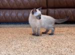 BLUEPOINT SIAMESE BOY - Siamese Cat For Sale - Bryan&comma; TX&comma; US