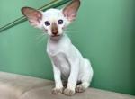 Atlas - Siamese Cat For Sale - Pembroke Pines&comma; FL&comma; US