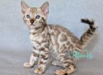 Susie - Bengal Cat For Sale - Norwalk&comma; CT&comma; US