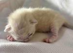 Snow bengal - Bengal Cat For Sale - Shakopee&comma; MN&comma; US