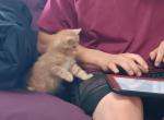 Maine Coonish Little Prince - Maine Coon Cat For Sale - WI&comma; US
