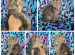 Poly female black smoke - Maine Coon Cat For Sale - Frenchtown&comma; MI&comma; US