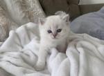 The Spring Blossoms Litter - Ragdoll Cat For Sale - NJ&comma; US
