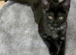 Gigalo - Savannah Cat For Sale - Benson&comma; AZ&comma; US