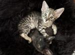 Jezebel - Savannah Cat For Sale - Benson&comma; AZ&comma; US