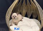 KAI - Siamese Cat For Sale - Chicago&comma; IL&comma; US