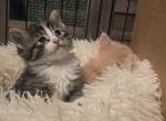 Cute Kitten - American Longhair Cat For Sale - Denver&comma; CO&comma; US