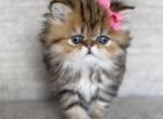 Golden girl flat face 1 - Persian Cat For Sale - Fort Worth&comma; TX&comma; US