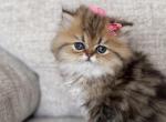 Golden girl flat face2 - Persian Cat For Sale - Fort Worth&comma; TX&comma; US