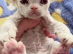 Eeyore - Devon Rex Cat For Sale - Spokane&comma; WA&comma; US