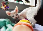 Roo - Devon Rex Cat For Sale - Spokane&comma; WA&comma; US