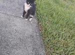 Negritoh Babie - American Shorthair Cat For Adoption - Fort Lauderdale&comma; FL&comma; US