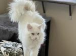Whitie - Maine Coon Cat For Sale - TX&comma; US