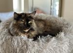 Misty Moew - Maine Coon Cat For Sale/Retired Breeding - TX&comma; US