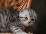 Susan - Scottish Fold Cat For Sale - North Richland Hills&comma; TX&comma; US