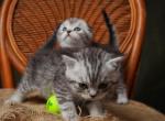 LeRoy - Scottish Straight Cat For Sale - North Richland Hills&comma; TX&comma; US