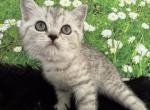Sandra Scottish Fold Silver Spotted girl - Scottish Fold Cat For Sale - Odessa&comma; FL&comma; US