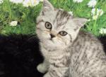 Xara Scottish Fold Silver Spotted girl - Scottish Fold Cat For Sale - Odessa&comma; FL&comma; US