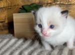 Theo - Ragdoll Cat For Sale - Glens Falls&comma; NY&comma; US