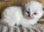 Marble - Ragdoll Cat For Sale - Glens Falls&comma; NY&comma; US