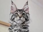 Ottawa - Maine Coon Cat For Sale - Charlotte&comma; NC&comma; US