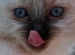 Paisley Ready May 14 - Ragdoll Cat For Sale - Mount Joy&comma; PA&comma; US