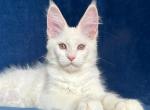 Glorix - Maine Coon Cat For Sale - Miami&comma; FL&comma; US