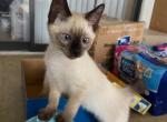 QUEEN SEAL POINT SIAMESE MANX BOY - Siamese Cat For Sale - Bryan&comma; TX&comma; US